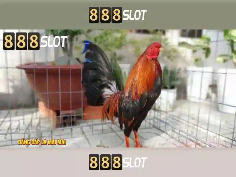 Quà Mỗi Ngày